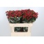 product/img.floraplaza.nl/LHYPTRI7-LIVE_fotos-0x824EA766F07A7509E11D901CCEC70E8BE33616DF.jpg