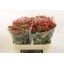 product/img.floraplaza.nl/LHYPTRI7-LIVE_fotos-0x8D64E80911E15CB8EBA35B6A9A75A13A5786DA55.jpg