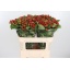 product/img.floraplaza.nl/LHYPTRI7-LIVE_fotos-0xB07BAD05DB486E24BDDF01354B0358662B106DA1.jpg