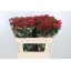 product/img.floraplaza.nl/LHYPTRI7-LIVE_fotos-0xB4B59A1D9D7141519665F5F5C8AF4F43A89F7989.jpg