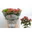product/img.floraplaza.nl/LHYPTRI7-LIVE_fotos-0xF6F7ECAC733E237E063F43C0647647EB32363D23.jpg