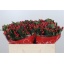 product/img.floraplaza.nl/LHYPTRUR5-LIVE_fotos-0x7DB4AFB9DE03AB2AF6FE6E5BB728481D9AE33915.jpg