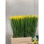 product/img.floraplaza.nl/LIIRA-LIVE_fotos-0x71A4FA6EFE83BDBD36D628D3934F952872B9B170.jpg