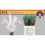 product/img.floraplaza.nl/LIIRCAS-LIVE_fotos-0xBDEFB031F871332519E32D57275CF9A239ABE908.jpg