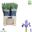 product/img.floraplaza.nl/LIIRPROFB-LIVE_fotos-0x33930E2314247015F0854CDF5A3EF852A44B39F0.jpg