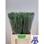 product/img.floraplaza.nl/LIIRPROFB-LIVE_fotos-0x72E705F43ABF9B50E0968E3145A14ACCF5F9818B.jpg