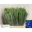 product/img.floraplaza.nl/LIIRPROFB-LIVE_fotos-0xEA2B7652A947807682350FE497075A3CCFFE9E84.jpg