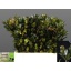product/img.floraplaza.nl/LILEBLUP6-LIVE_fotos-0x2B8D69A96F6612AE3701AD1D62163492A6FF8963.jpg