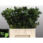 product/img.floraplaza.nl/LILEBLUP6-LIVE_fotos-0xA215E2FC427C15FE3848F0521775551FB3E39323.jpg