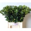 product/img.floraplaza.nl/LILEBLUP7-LIVE_fotos-0xC06445BE0619D4247DA1ABBFE6FFBD3B3756403F.jpg
