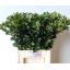 product/img.floraplaza.nl/LILEBLUP7-LIVE_fotos-0xEDA097EEDFCF07AC48EDFA67FD1B714EF94C30C9.jpg