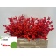 product/img.floraplaza.nl/LILEX5-LIVE_fotos-0x5A3D09F5EF43BB0242C6FE55FABF50733583E77B.jpg
