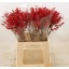 product/img.floraplaza.nl/LILEX5-LIVE_fotos-0x87DC31D7503AB6419335674E0D029CA717F96300.jpg