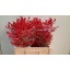 product/img.floraplaza.nl/LILEX6-ASSORTI_fotos-MVA-ilex 60cm.jpg