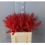 product/img.floraplaza.nl/LILEX6-LIVE_fotos-0xC290D1B8A7388738ED4577DAF9EE80E202C4CE96.jpg