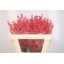 product/img.floraplaza.nl/LILEX7-LIVE_fotos-0xCBE0F958E98EFAAB476916A63D561EEA0018691C.jpg