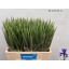 product/img.floraplaza.nl/LIRIBLUM5-LIVE_fotos-0x47713485212881804475DBAFA24653431213A897.jpg