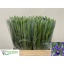 product/img.floraplaza.nl/LIRIBLUM5-LIVE_fotos-0xC45FC79E487720AC02564FE5E96C991AF810BC9E.jpg