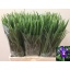 product/img.floraplaza.nl/LIRIBLUM5-LIVE_fotos-0xF0501ADB20590A3FB8214393417481755148FA76.jpg