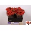 product/img.floraplaza.nl/LJAT4-LIVE_fotos-0x6EBD17FB87BA6321C5294FDAEE31EB6C6DCA59C1.jpg