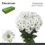 product/img.floraplaza.nl/LKENN-LIVE_fotos-0x0653FBAC6876CE0EB5B99F886AB2AC10532339B8.jpg