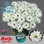 product/img.floraplaza.nl/LKENN-LIVE_fotos-0x1ED00D6D4853D1E2A565F17513C9D160551C92CC.jpg