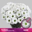 product/img.floraplaza.nl/LKENN-LIVE_fotos-0x73FBDE361F4E53AFC0869CC22E0F42D428F0B1A2.jpg
