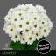 product/img.floraplaza.nl/LKENN-LIVE_fotos-0xEC9598FA8C0D7F5DB2A1129D3EE2D8956496A23F.jpg