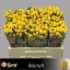 product/img.floraplaza.nl/LKRMAR5-LIVE_fotos-0xB3CC1AD74A2C22B7CBCA1B0B0FE11E31F27D3D83.jpg