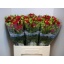 product/img.floraplaza.nl/LKRMIR6-LIVE_fotos-0xF73CDE272085BFFB0F3579796A746364811539FF.jpg