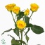 product/img.floraplaza.nl/LKRYB5-ART_Fotos-VBN-vbn28218.jpg