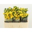 product/img.floraplaza.nl/LKRYB5-LIVE_fotos-0x9B9FFC398F120DA315D9DACDAF747315B1ADE13F.jpg