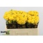 product/img.floraplaza.nl/LKRYB5-LIVE_fotos-0x9C385BC88764012EFFF416F22B156B4706AF6A51.jpg