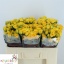 product/img.floraplaza.nl/LKRYB5-LIVE_fotos-0xA9A987F736E1AC107C7D72458401161B7CD45FC7.jpg
