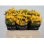 product/img.floraplaza.nl/LKRYB5-LIVE_fotos-0xC1FAECDADDD9F7CE112E6ABC83E54904B89B8174.jpg