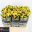 product/img.floraplaza.nl/LKRYB6-LIVE_fotos-0x0E484AD7E2D26C9F536110D01E92DDF8A8C16BE8.jpg