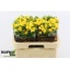 product/img.floraplaza.nl/LKRYB6-LIVE_fotos-0xBB5C03F44B714012EC041D09F4AA65BF180EFBF8.jpg
