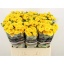 product/img.floraplaza.nl/LKRYB6-LIVE_fotos-0xE880E9E0861B977DEF116758406BF2F0491D3D60.jpg