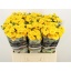product/img.floraplaza.nl/LKRYB6-LIVE_fotos-0xFC61E5B8799BC90FCBE65A12319D746656680A6D.jpg
