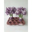 product/img.floraplaza.nl/LLATHBLUW-LIVE_fotos-0xE9AC9B940B93231268F7F262FFCDB7543DFF6D04.jpg