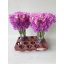 product/img.floraplaza.nl/LLATHMAU-LIVE_fotos-0x0CB60ECFEB1E6E1DED7AEDA55247701E5B7F117F.jpg