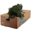 product/img.floraplaza.nl/LLEAT-LIVE_fotos-0xB3EB83D39C045DD42D294358B90ACD809594105B.jpg
