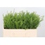 product/img.floraplaza.nl/LLEP5GWEG-LIVE_fotos-0xAA81FEFE9A53203B016B8B7F2041CABDB5DFE1A0.jpg