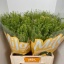 product/img.floraplaza.nl/LLEP6GREB-LIVE_fotos-0x2D00507E17068E0DF3BFF25E72AF52DEF74DAE11.jpg