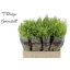 product/img.floraplaza.nl/LLEP6GREB-LIVE_fotos-0x54528FBCA4C1184F9B6A819BBDA2BD5998E5AB02.jpg