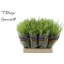 product/img.floraplaza.nl/LLEP6GREB-LIVE_fotos-0xAABF98488399881E494D3CDBF6E93B4A45755387.jpg