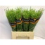 product/img.floraplaza.nl/LLEP6GREB-LIVE_fotos-0xD1D3E2E81B3342A890F8FBE4767E21804A014317.jpg