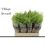 product/img.floraplaza.nl/LLEP6GREB-LIVE_fotos-0xF84A0D28C568AF29B1D93BD8F57E2C7703B27405.jpg