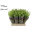 product/img.floraplaza.nl/LLEP6GREB-LIVE_fotos-0xFD32CF109443C7A559FB9FC9866B59198A389900.jpg