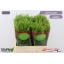 product/img.floraplaza.nl/LLEPGD6-LIVE_fotos-0xB7C50855B7E51CD62D8BBC8C2FCC6DFA0CD42D01.jpg